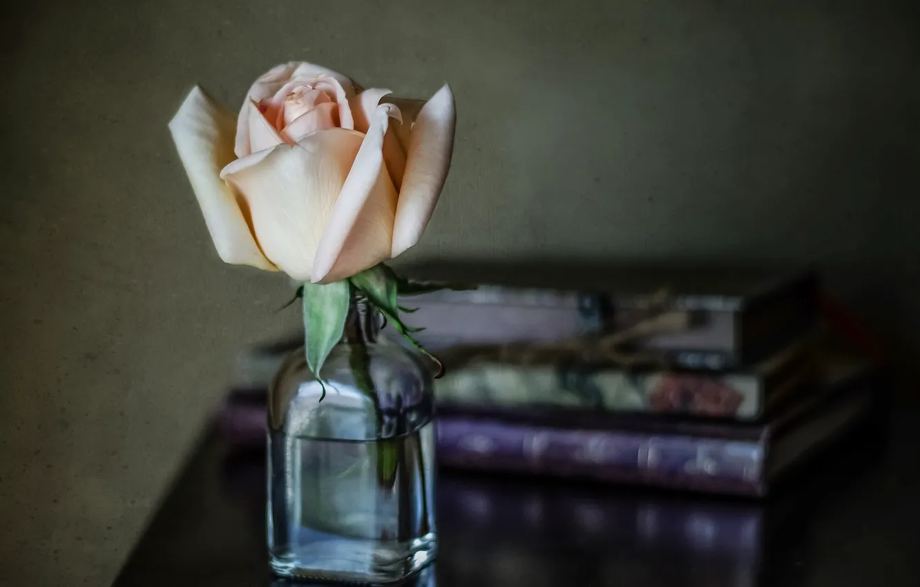 Photo wallpaper bubbles, style, roses, blur, book, buds, bottle