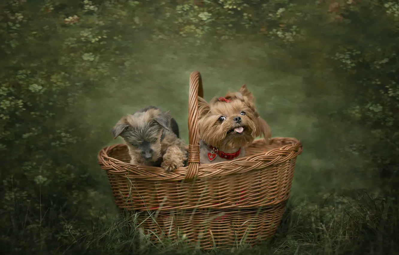 Photo wallpaper dogs, basket, friends
