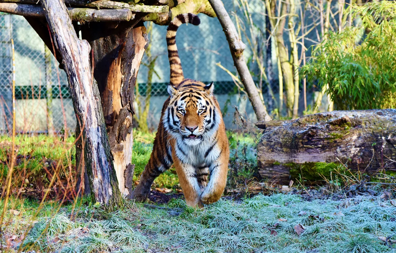 Photo wallpaper grass, look, trees, tiger, posts, walk, log, zoo