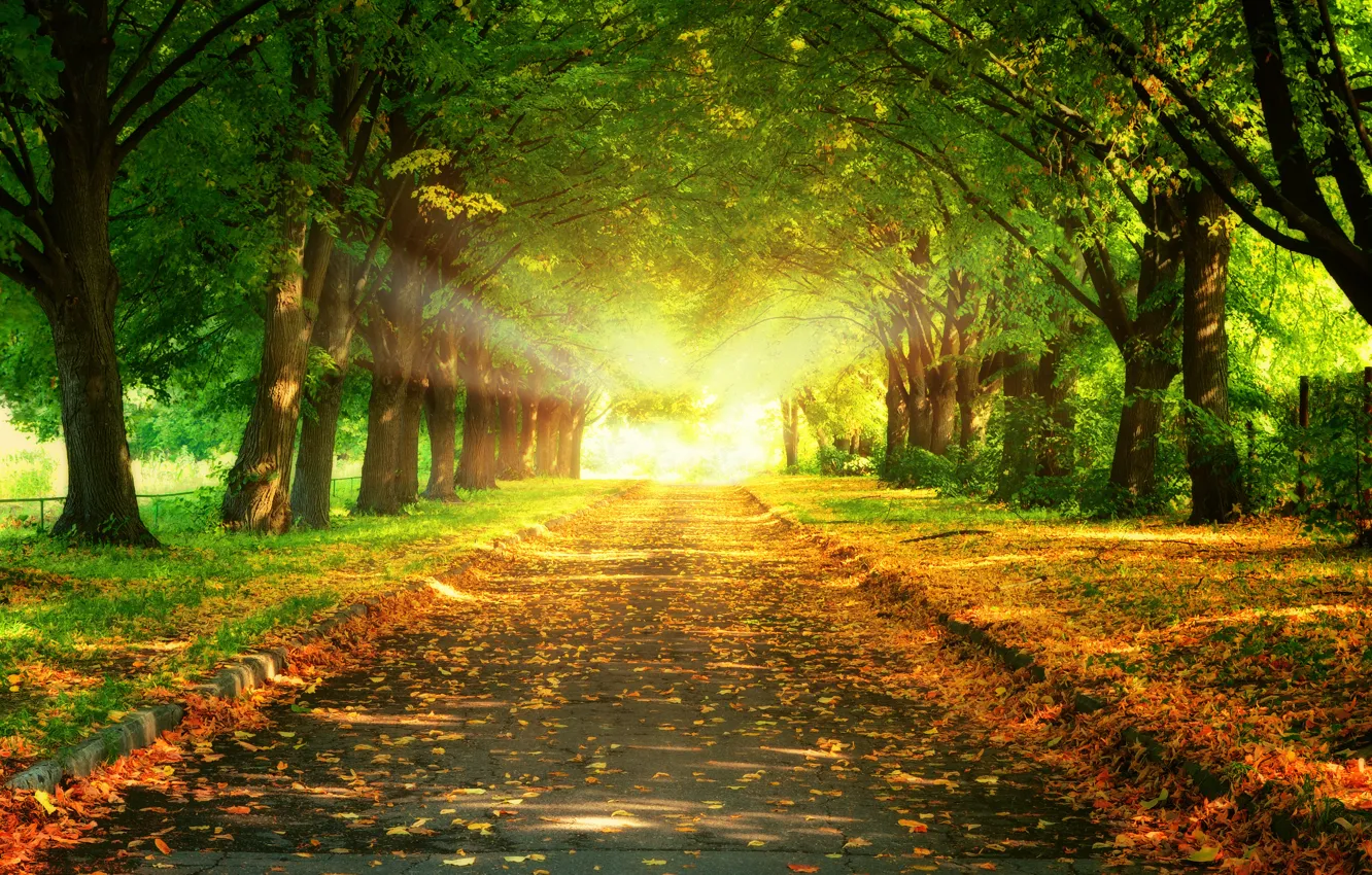 Photo wallpaper road, leaves, trees, landscape, sunset, nature, beautiful, road