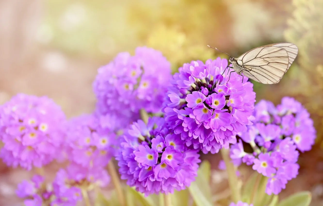 Photo wallpaper flowers, nature, butterfly, nature, butterfly, flowers, spring, purple