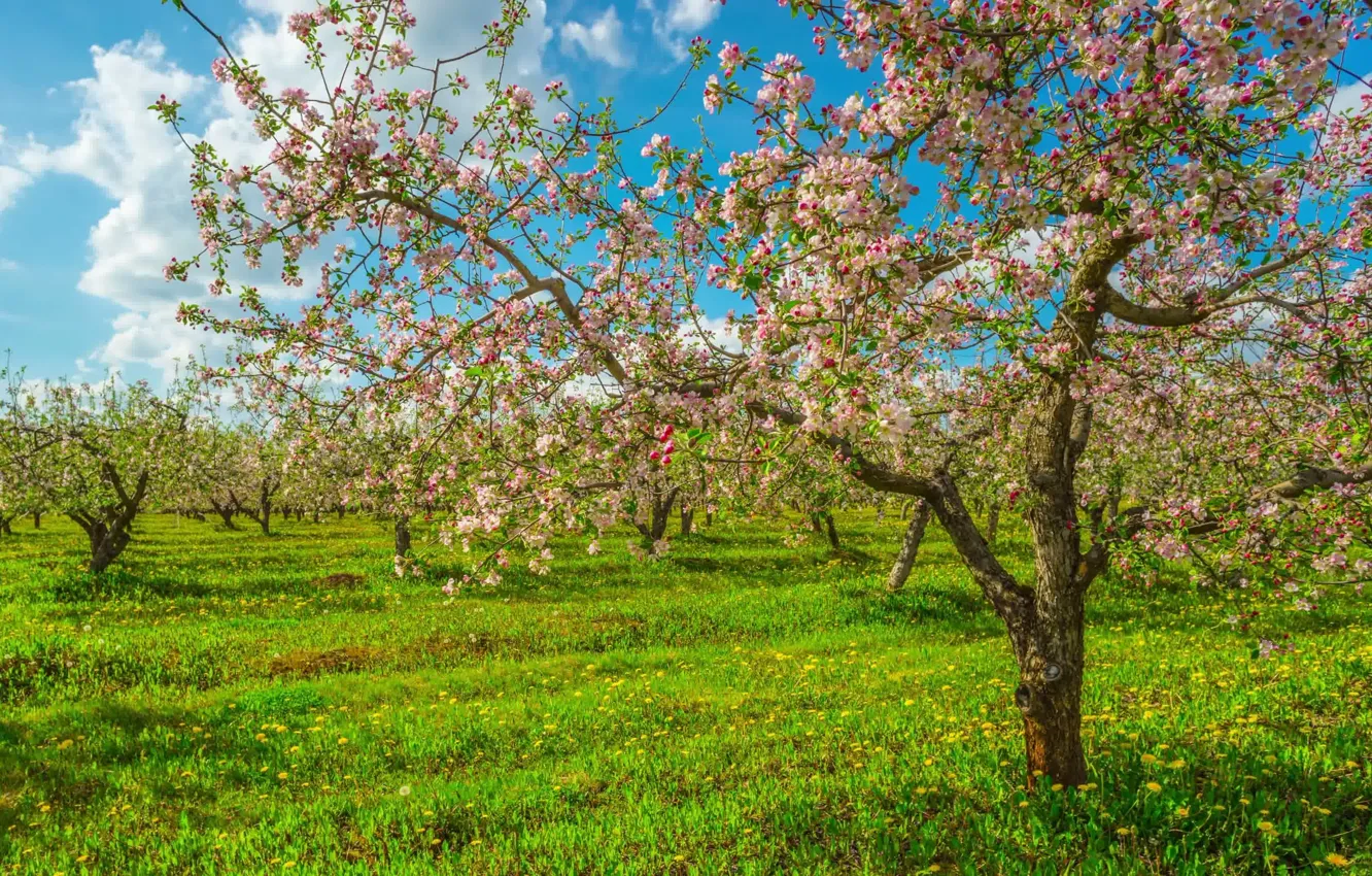 Photo wallpaper greens, the sky, grass, trees, flowers, blue, tree, branch