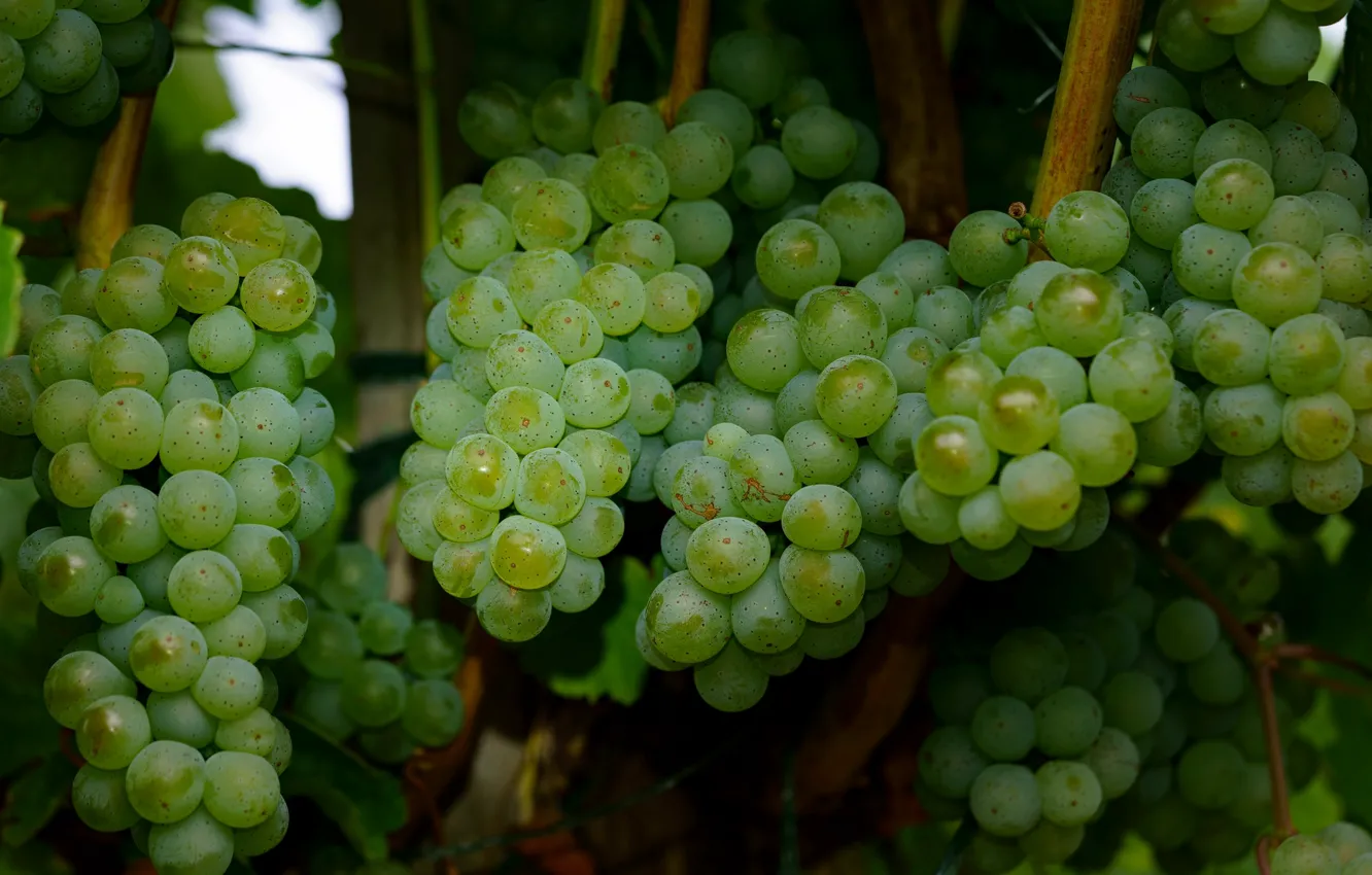 Photo wallpaper vineyard, grapes, white grapes, bunch of grapes