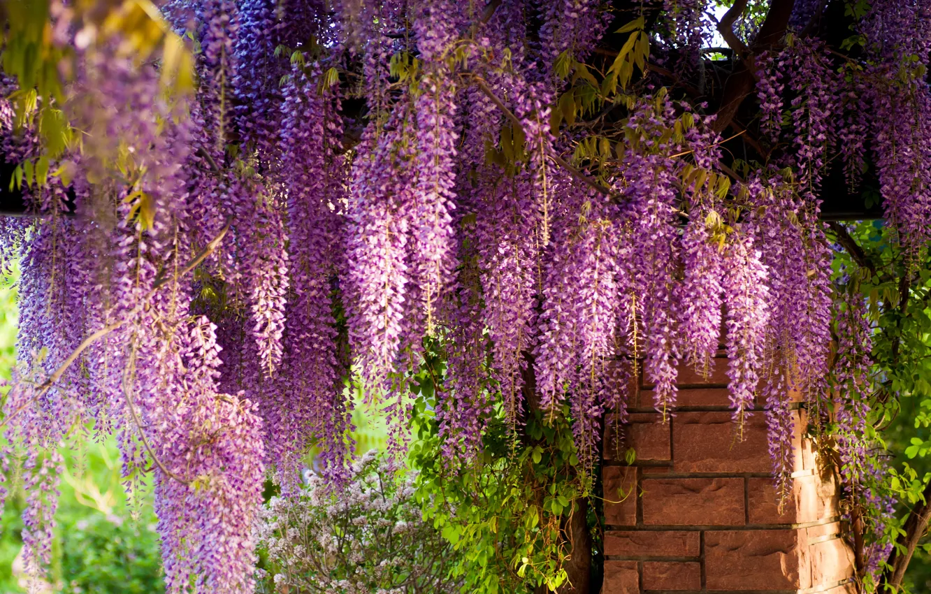 Photo wallpaper bricks, Wisteria, Wisteria