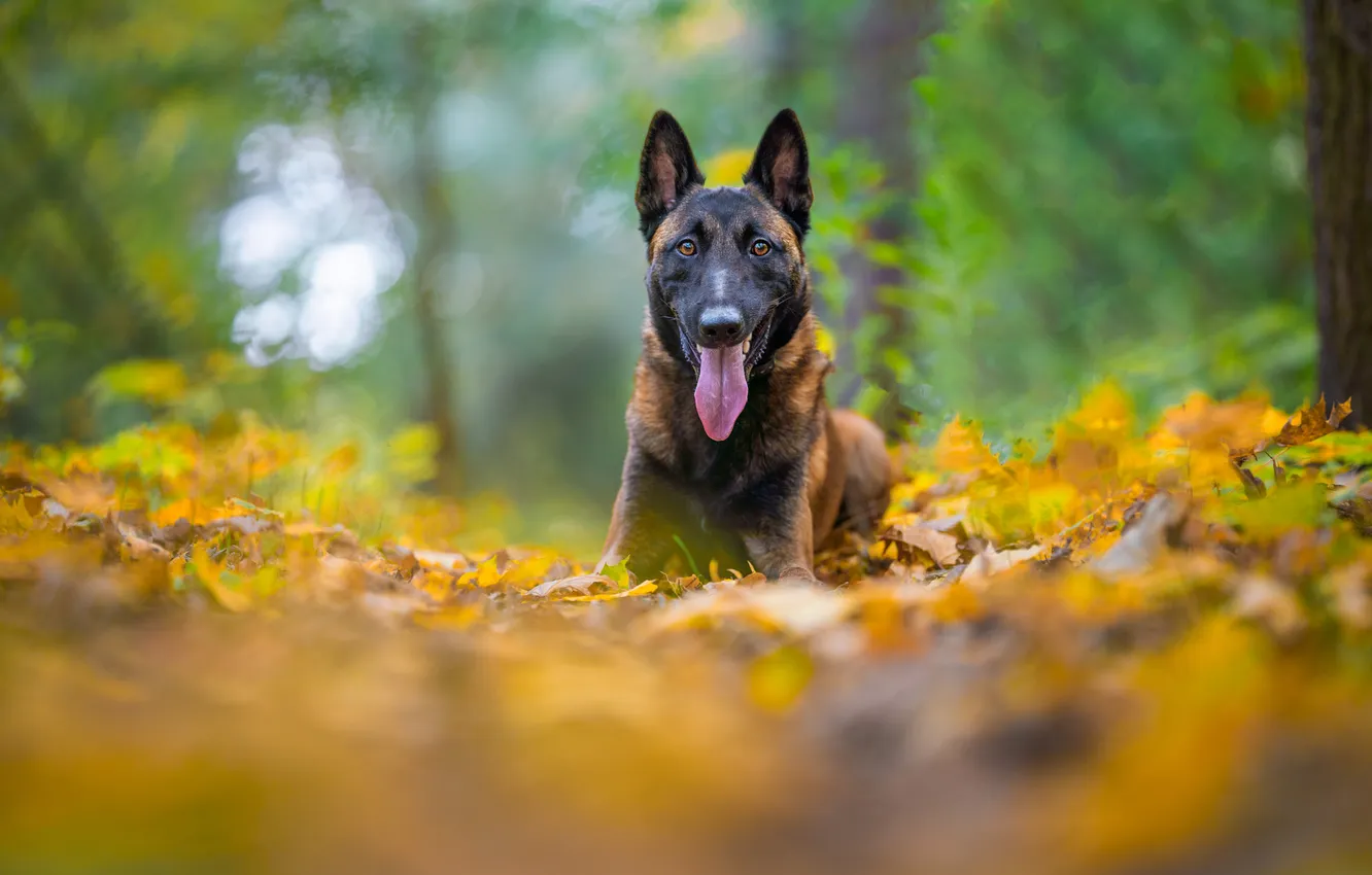 Photo wallpaper autumn, language, look, nature, pose, Park, foliage, dog