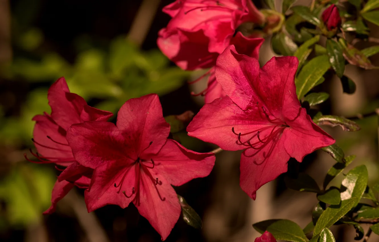 Photo wallpaper macro, petals, Azalea