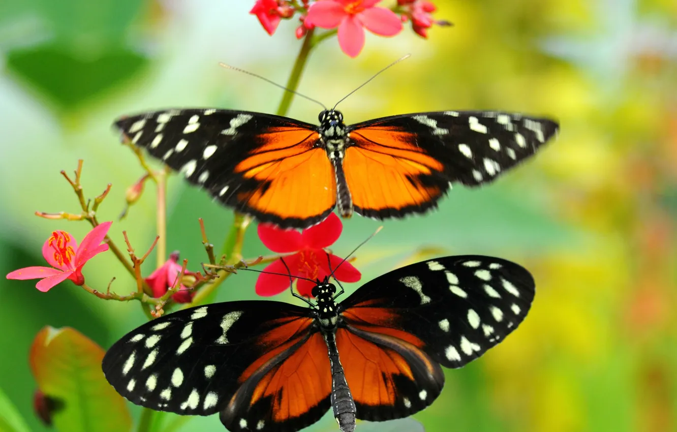 Photo wallpaper flowers, pattern, butterfly, plant, wings, moth