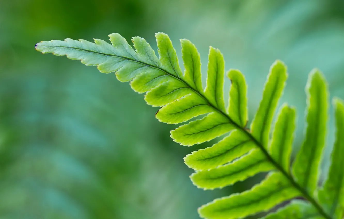 Photo wallpaper greens, leaves, nature, green, carved