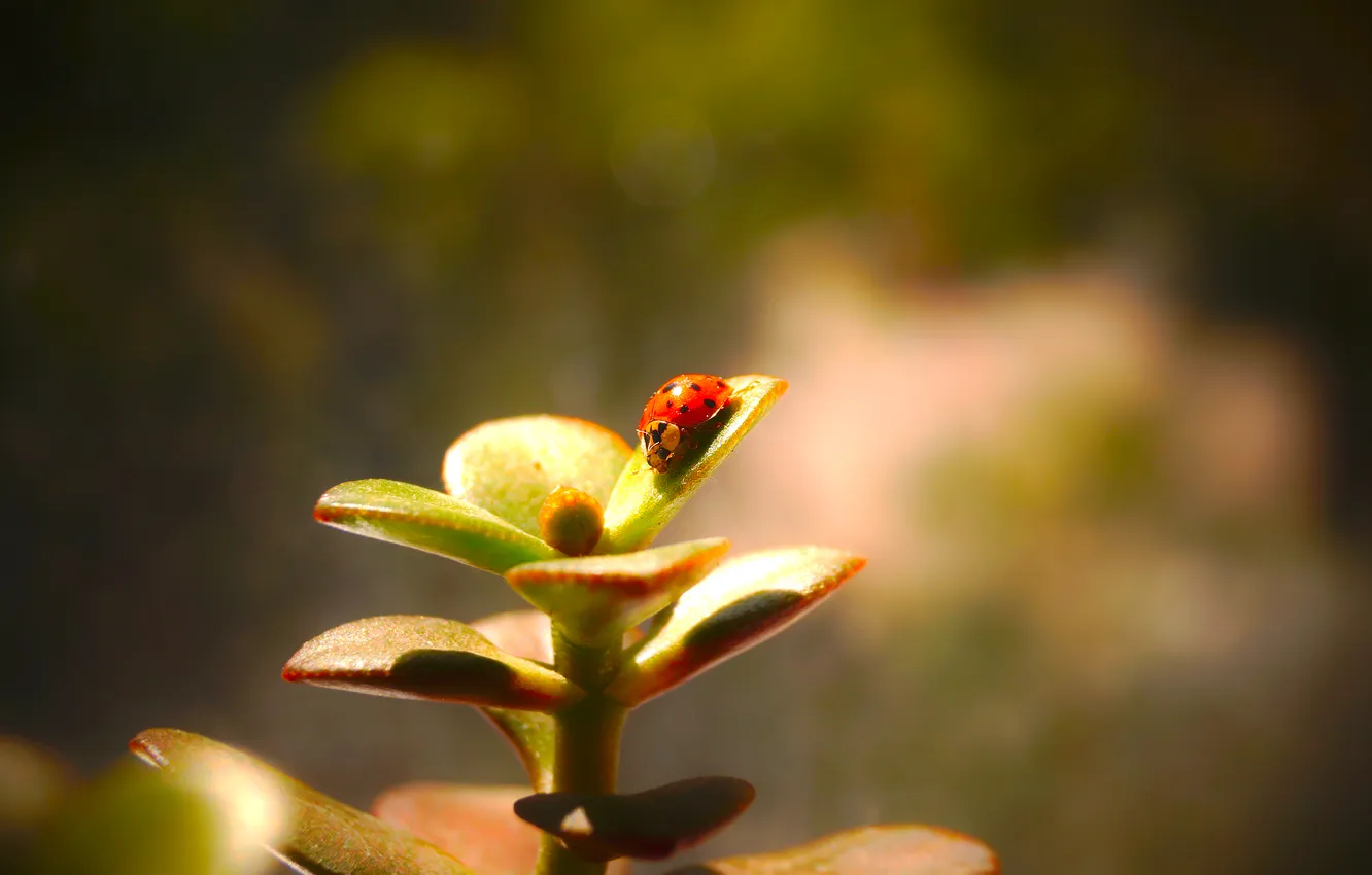 Photo wallpaper macro, plant, ladybug, insect