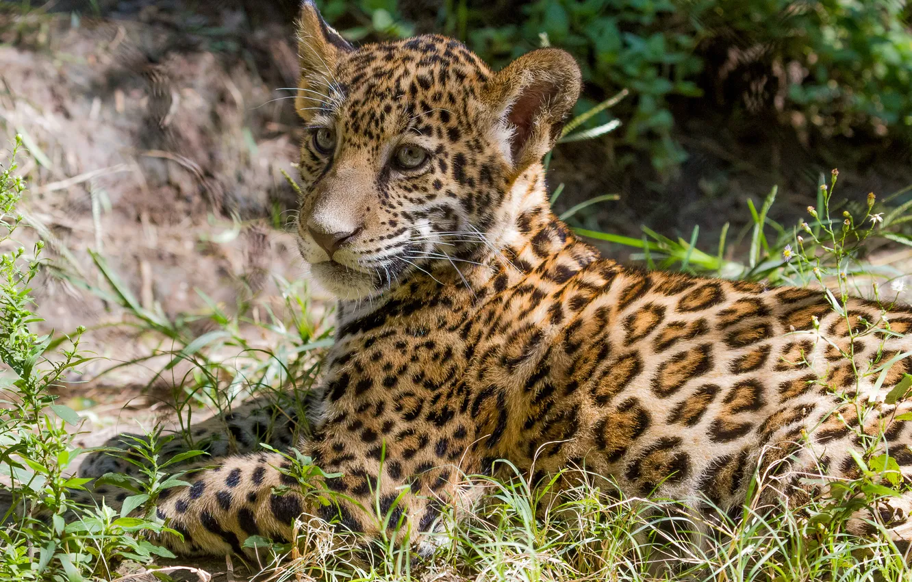 Photo wallpaper cat, Jaguar, cub, kitty