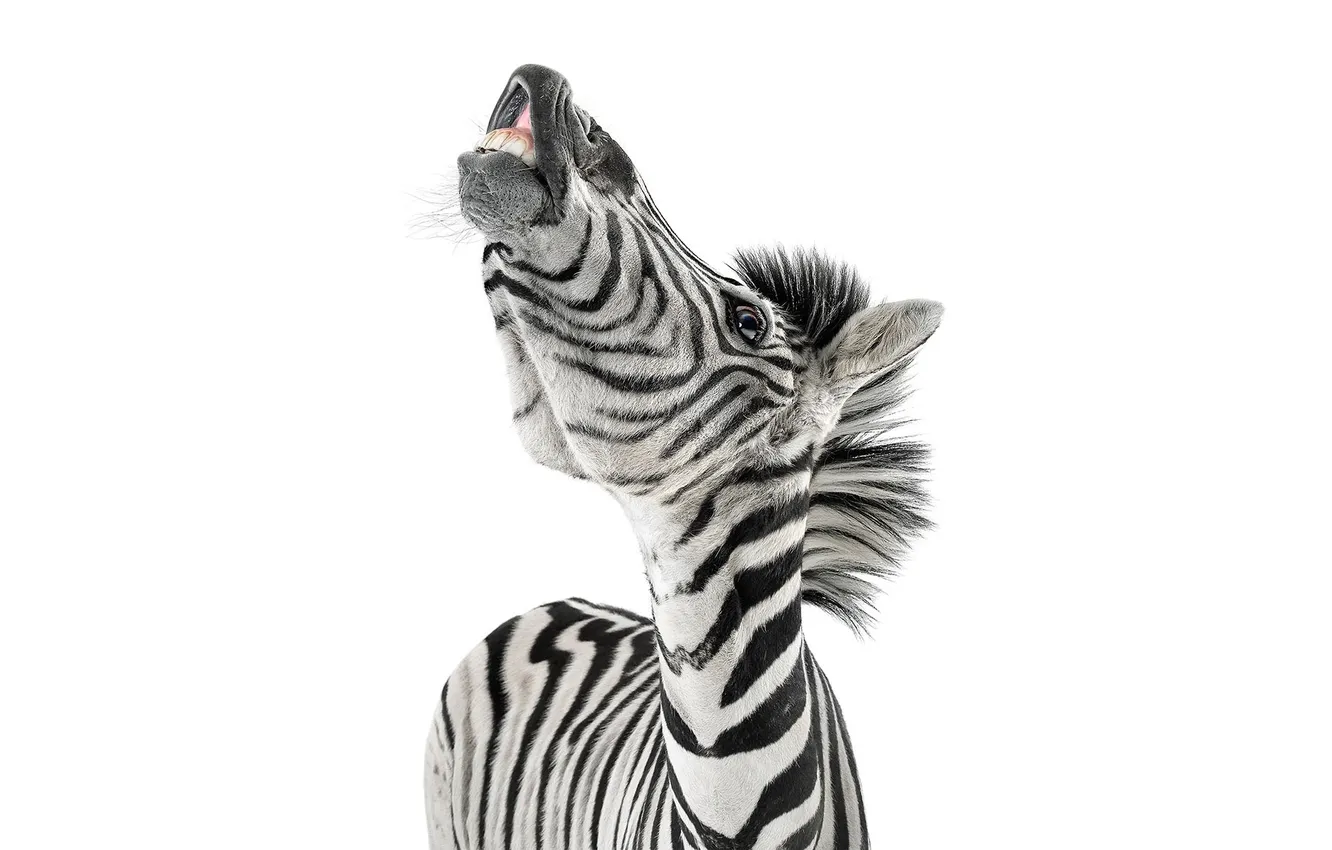 Photo wallpaper face, background, teeth, Zebra, Zebra