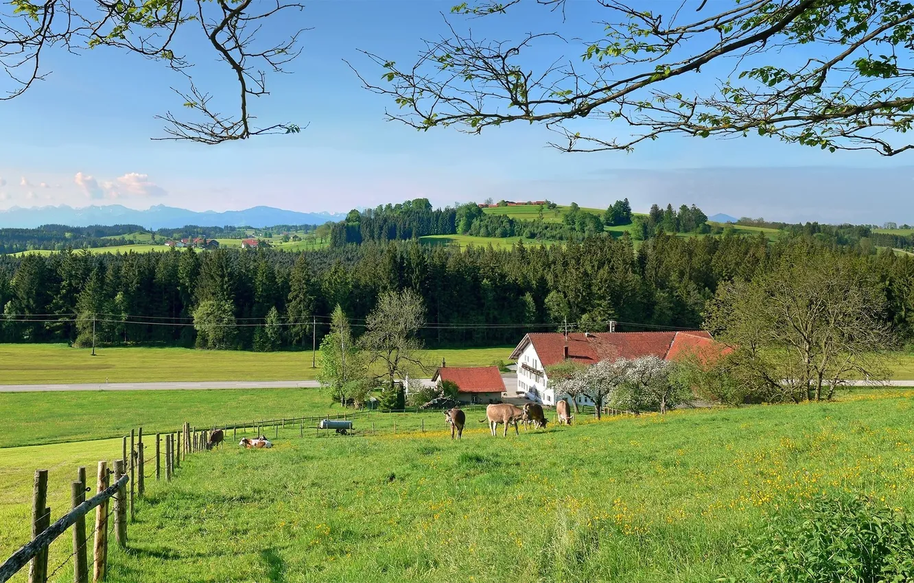 Photo wallpaper greens, ladybug, farm