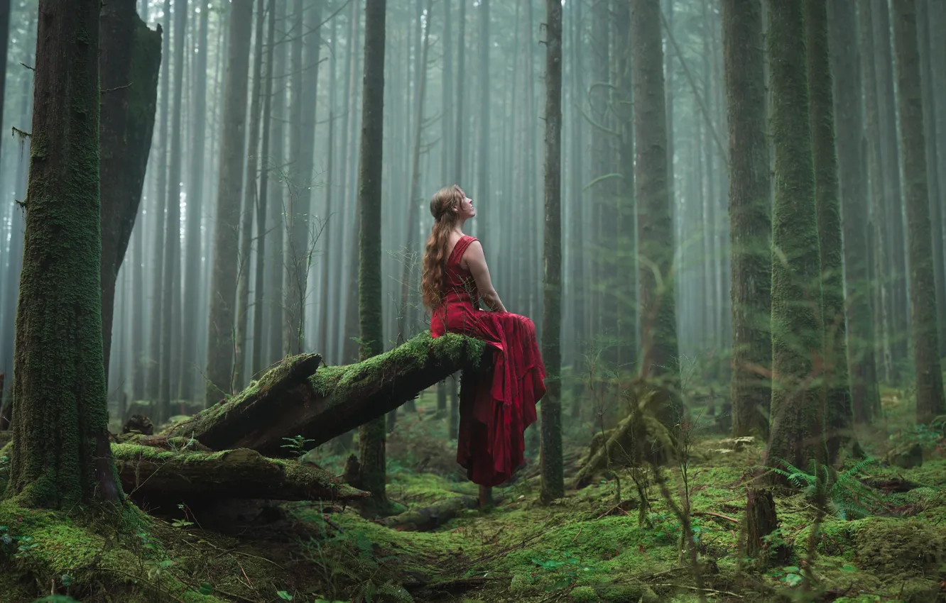 Photo wallpaper forest, girl, sitting, red dress