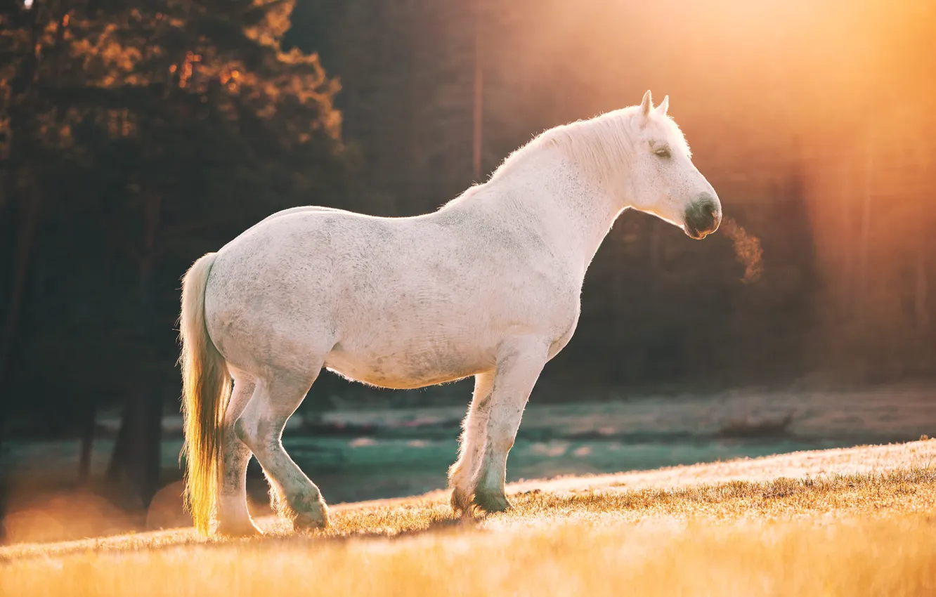 Photo wallpaper field, forest, white, light, fog, horse, horse, morning
