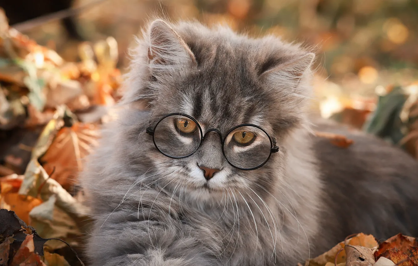 Photo wallpaper cat, cat, leaves, kitty, grey, portrait, glasses, lies