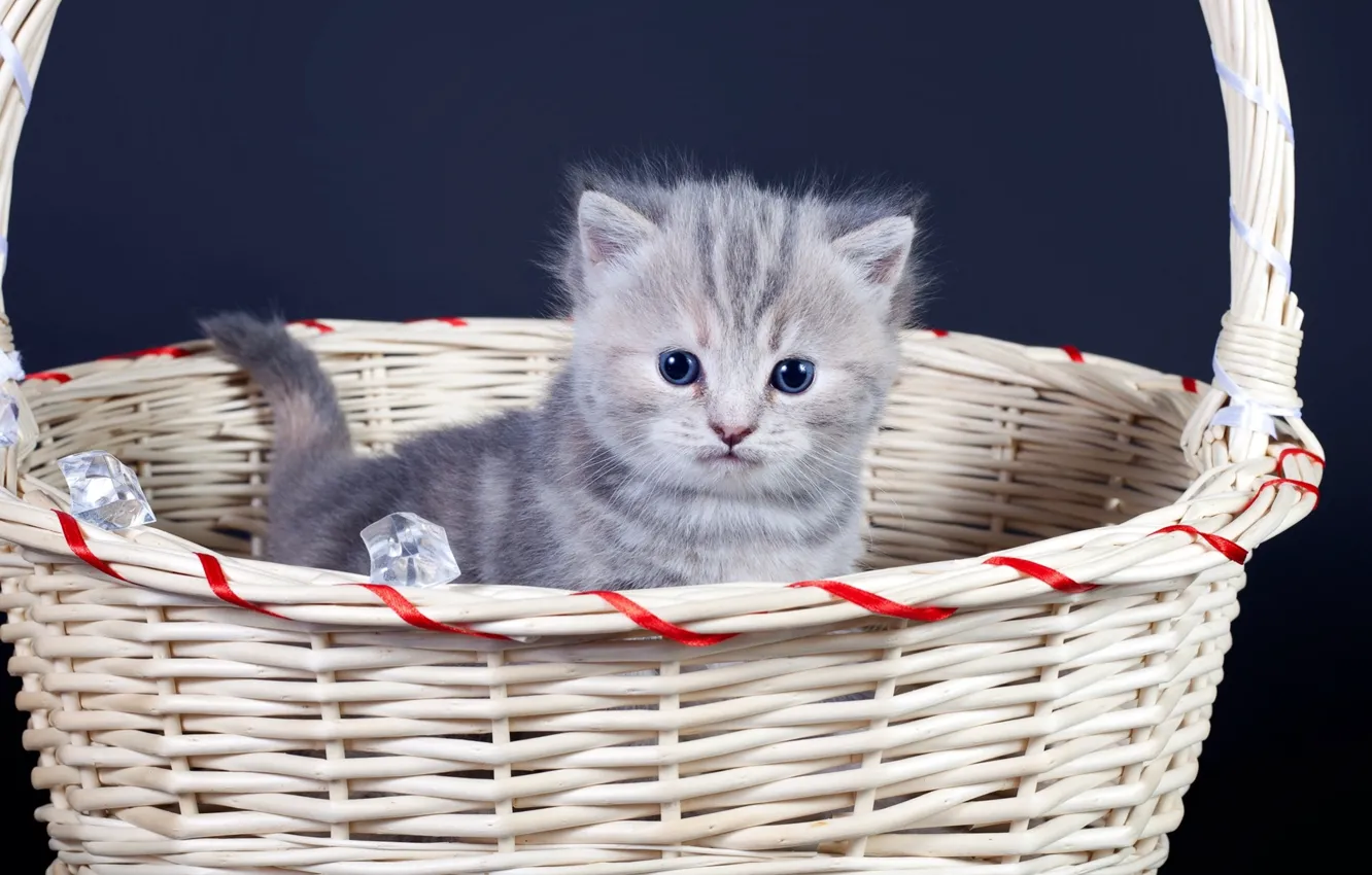 Photo wallpaper fluffy, kitty, basket