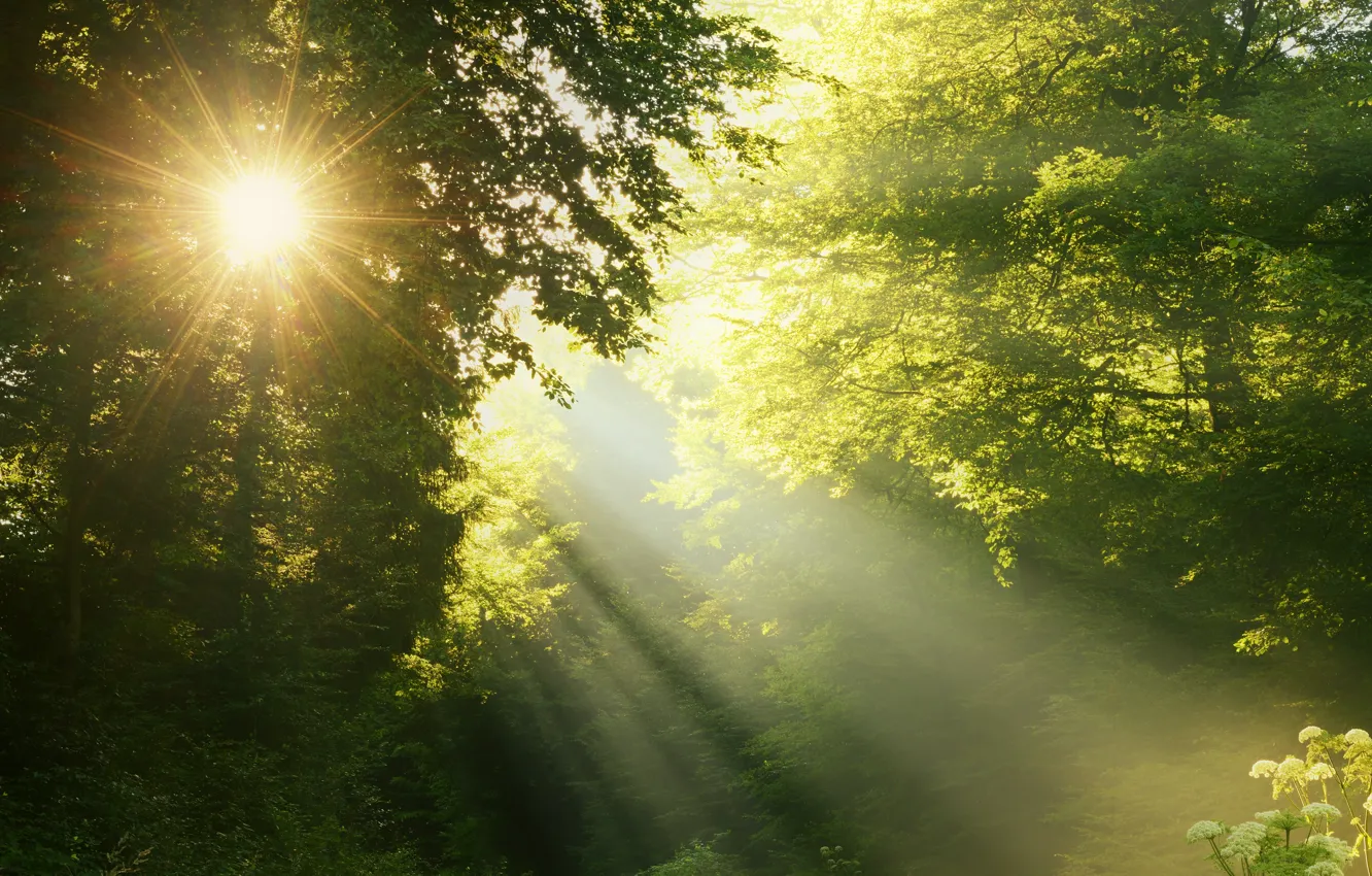 Photo wallpaper forest, trees, the sun's rays