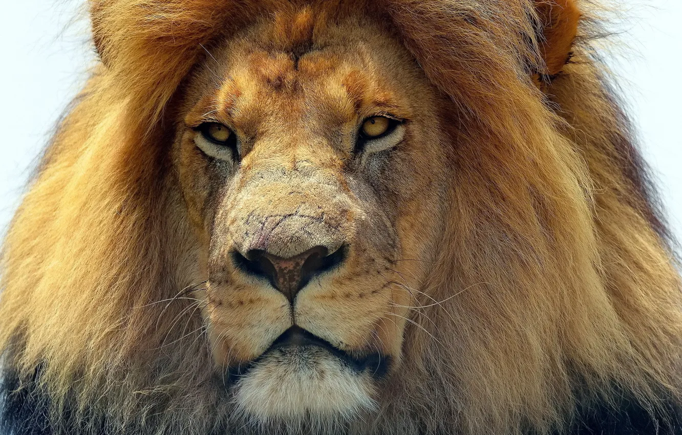 Photo wallpaper cat, look, animal, predator, Leo, the king of beasts, Predator, Leon