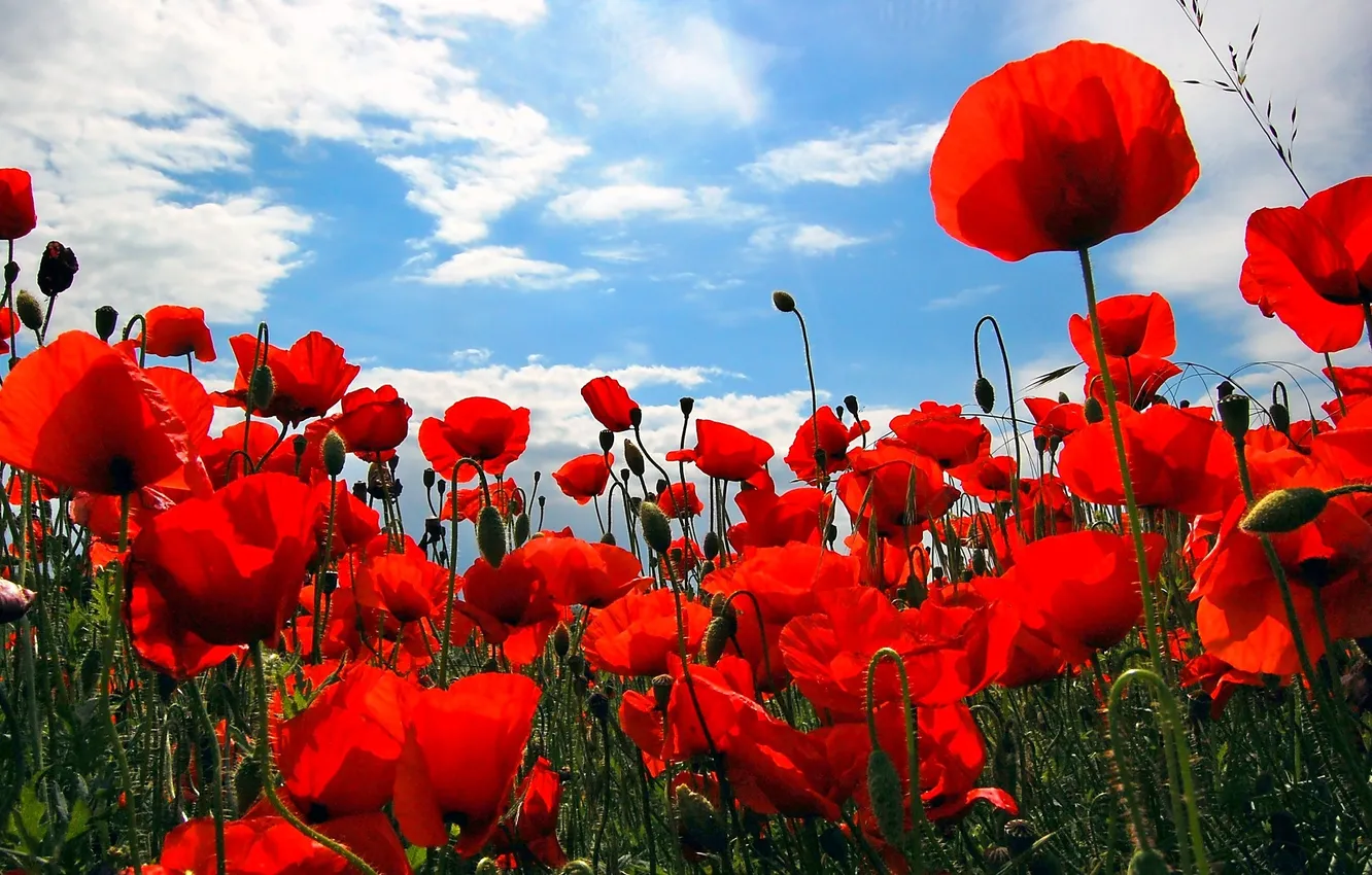 Photo wallpaper the sky, Maki, meadow