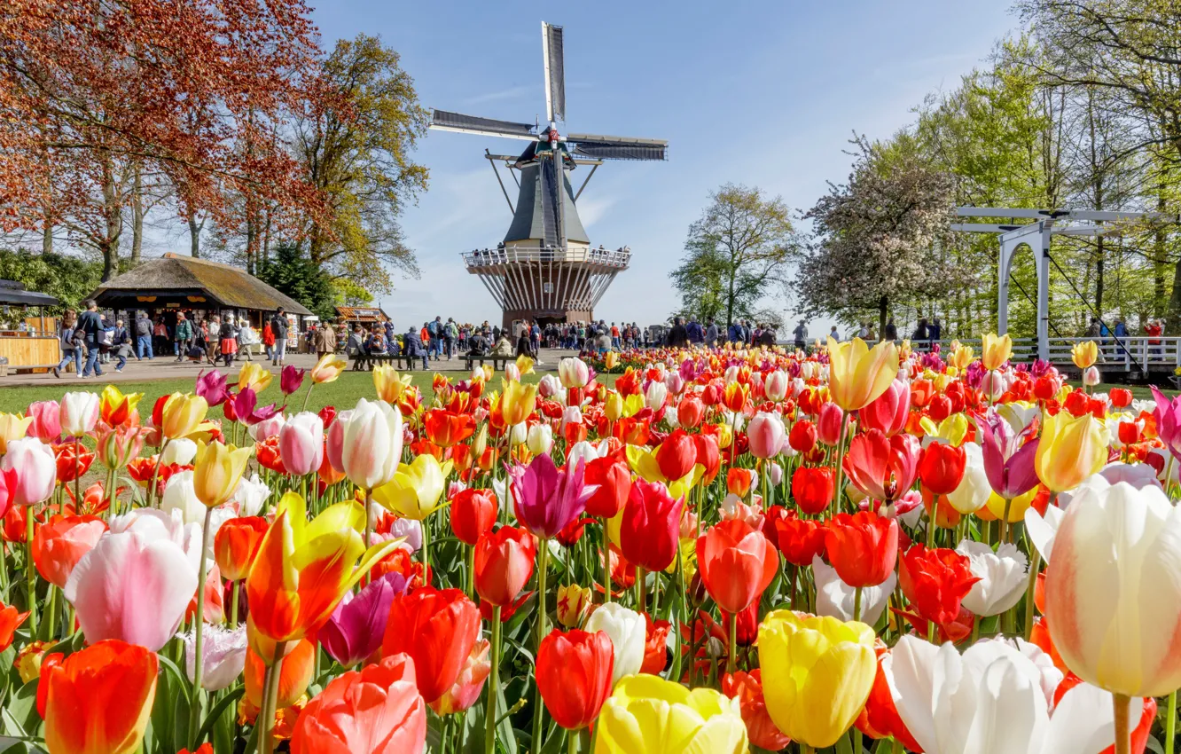Photo wallpaper the sun, trees, flowers, Park, people, mill, tulips, Netherlands