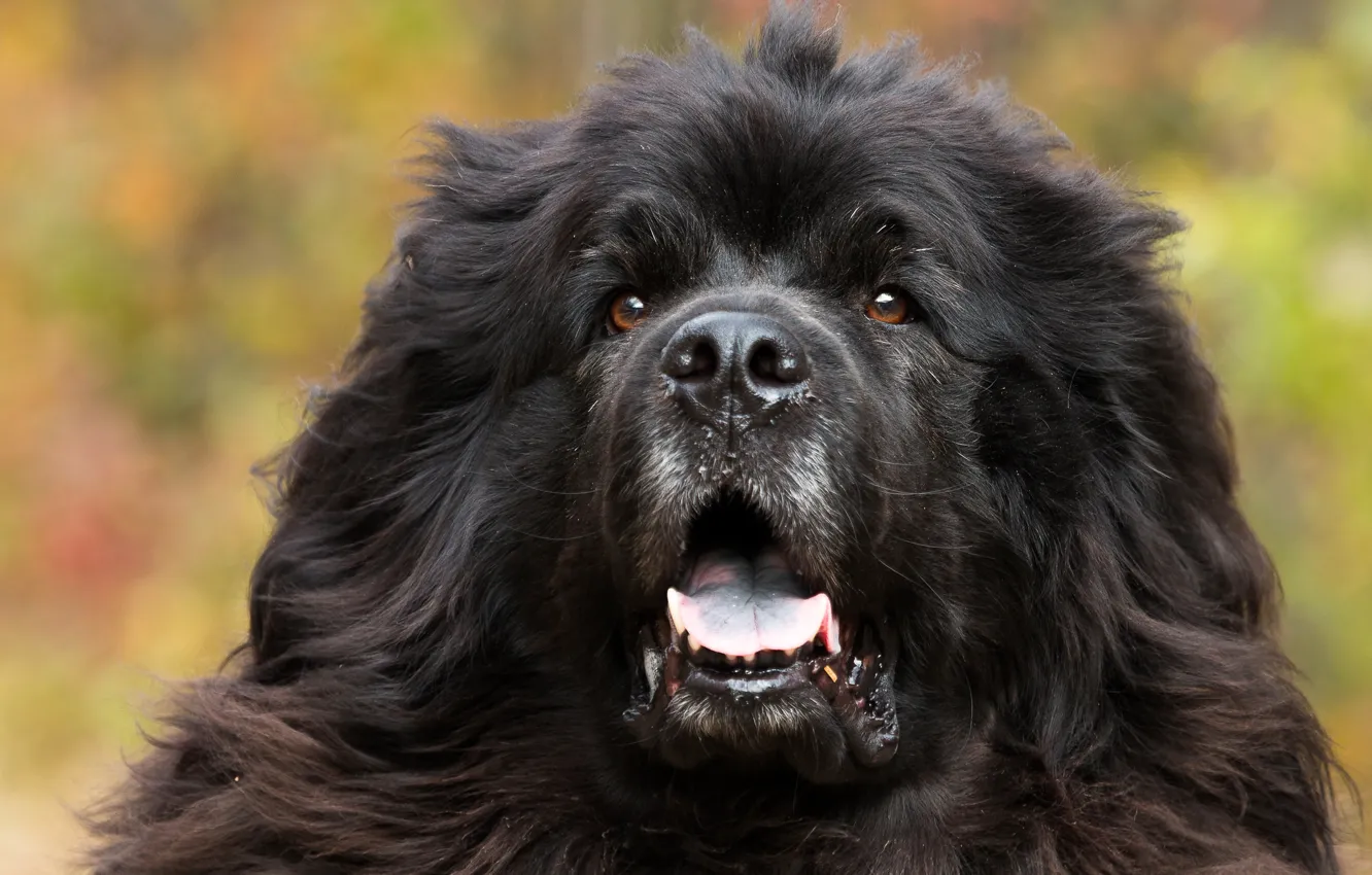 Photo wallpaper face, dog, dog, Newfoundland