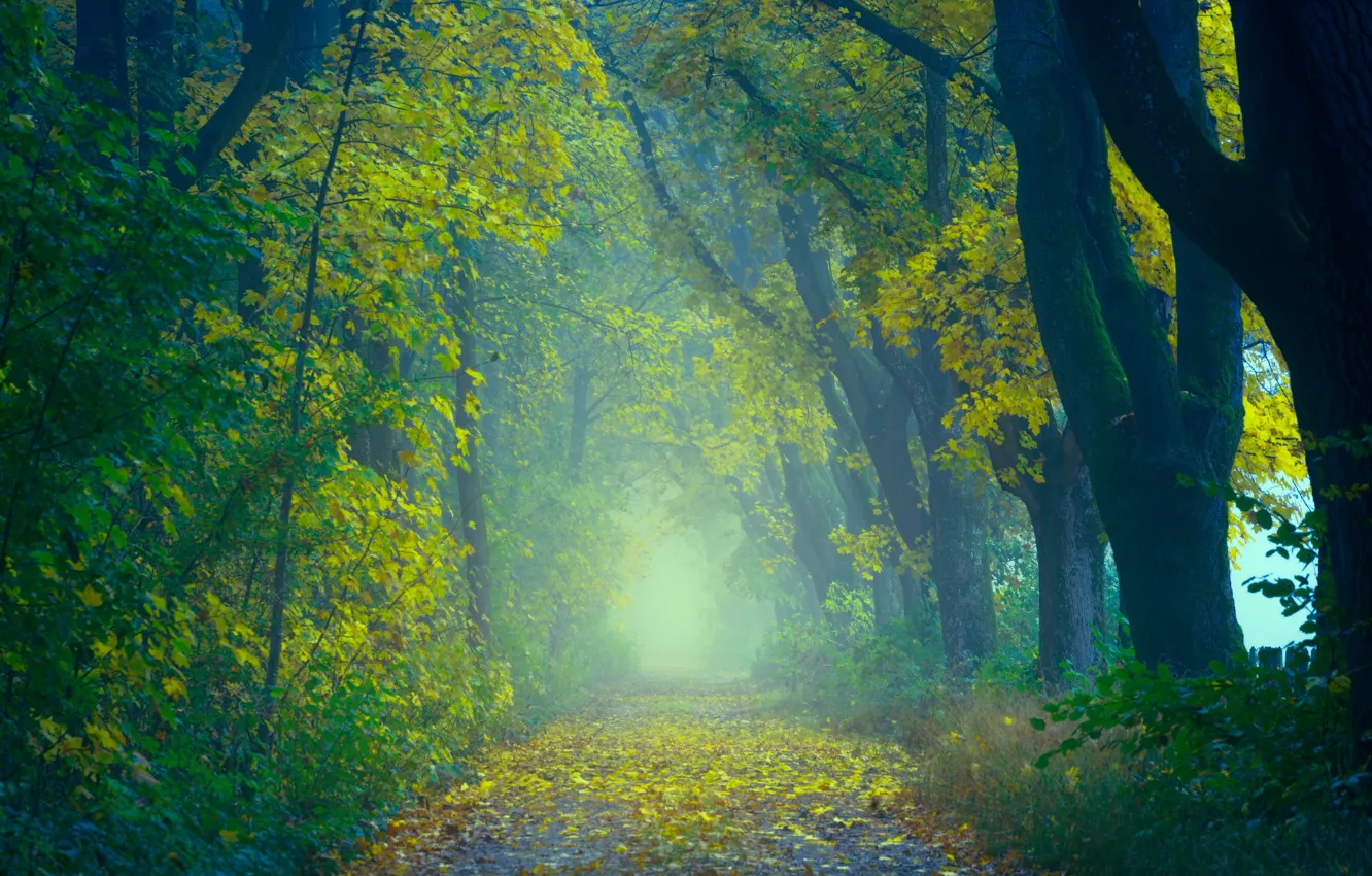 Photo wallpaper road, autumn, forest, leaves, trees, nature, fog