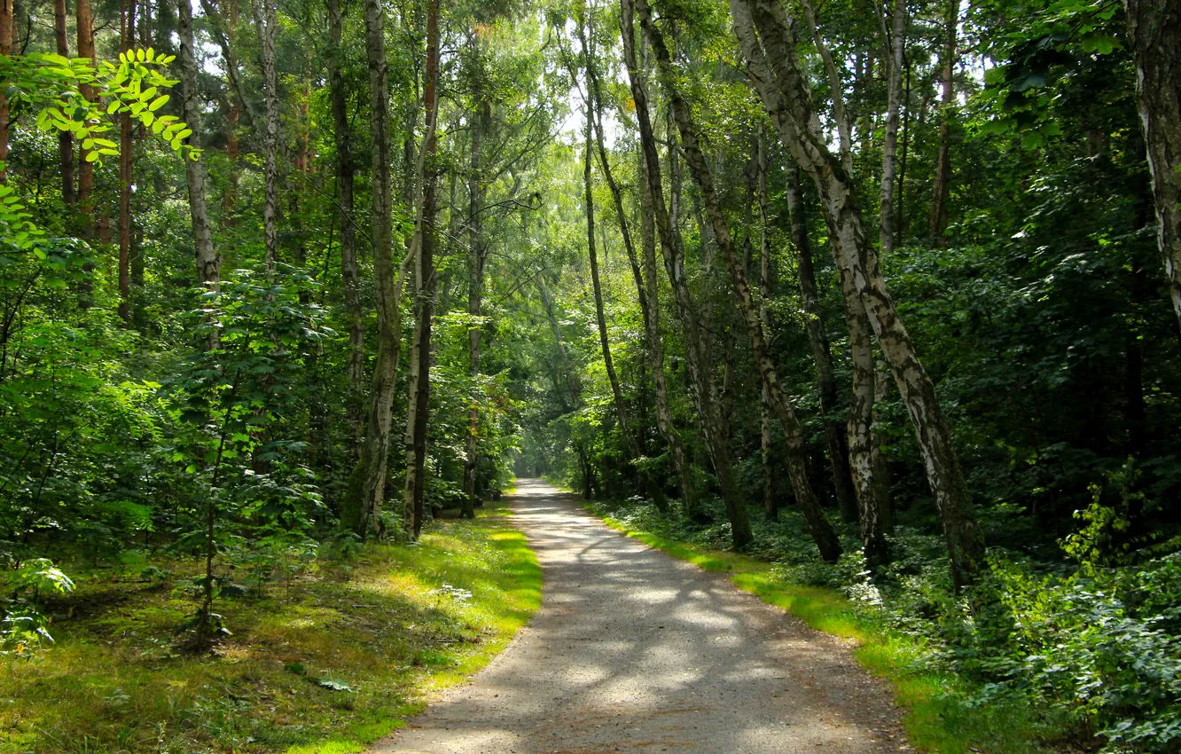 Photo wallpaper forest, trees, park, alley