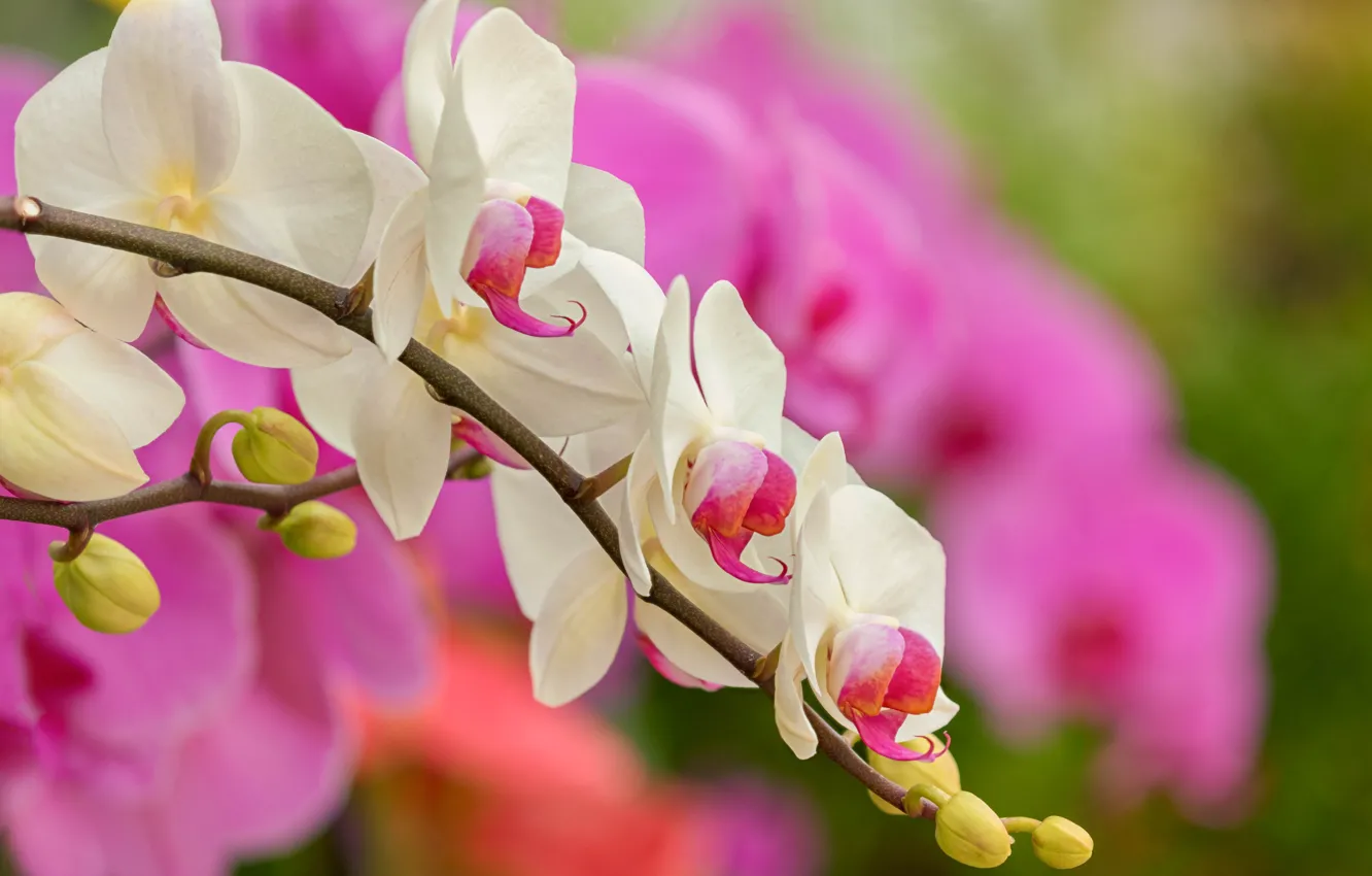Photo wallpaper nature, branch, buds, Orchid, flowers