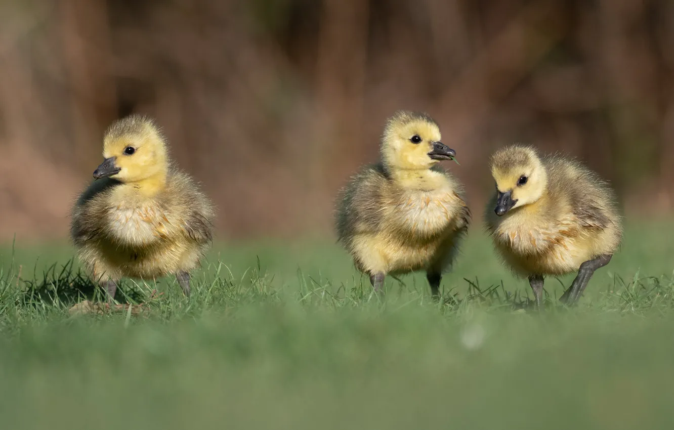 Photo wallpaper grass, bird, glade, spring, baby, three, trio, Chicks
