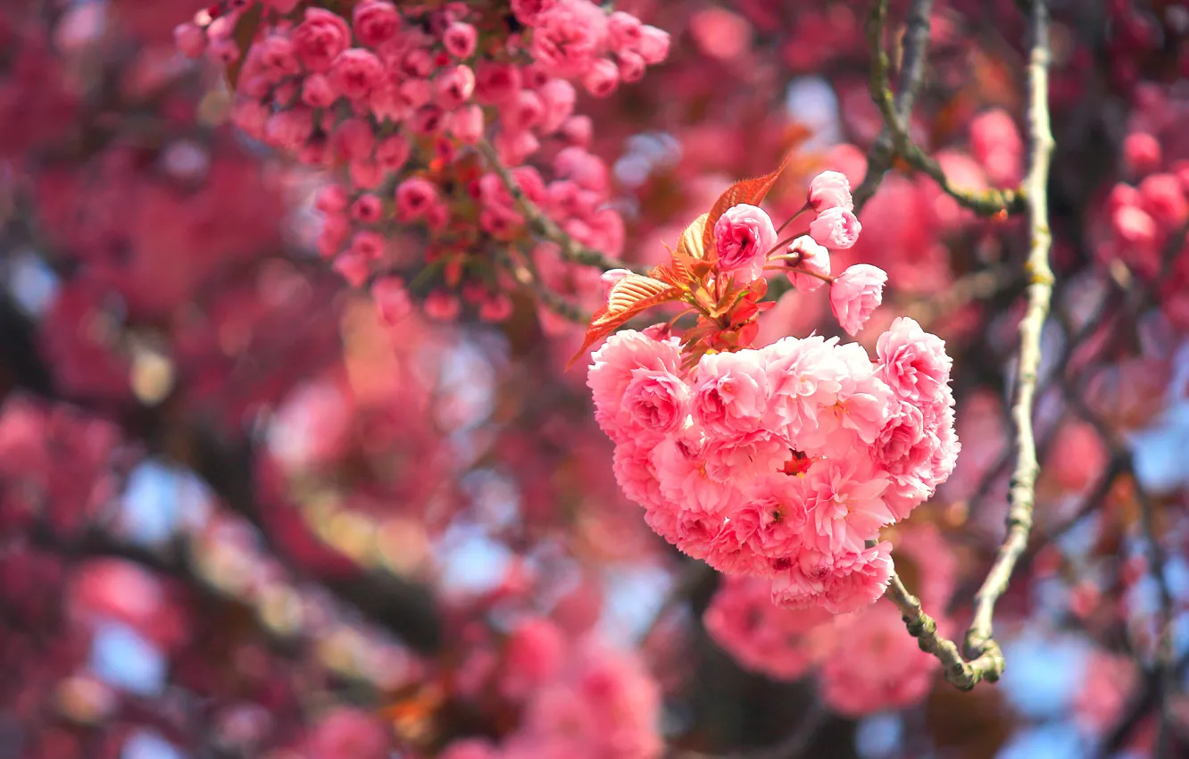 Photo wallpaper macro, branches, cherry, Sakura, flowering, flowers, bokeh