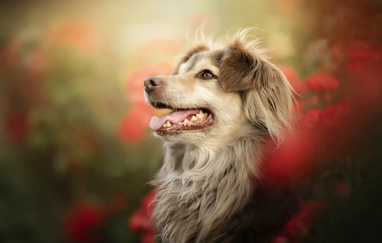 Photo wallpaper face, portrait, dog, bokeh