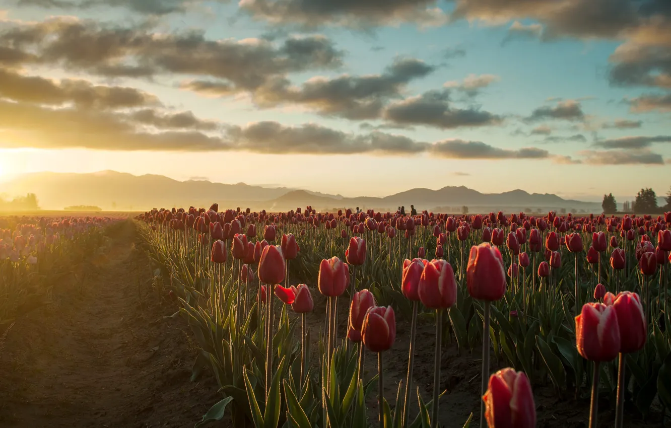Photo wallpaper field, tulips, plantation
