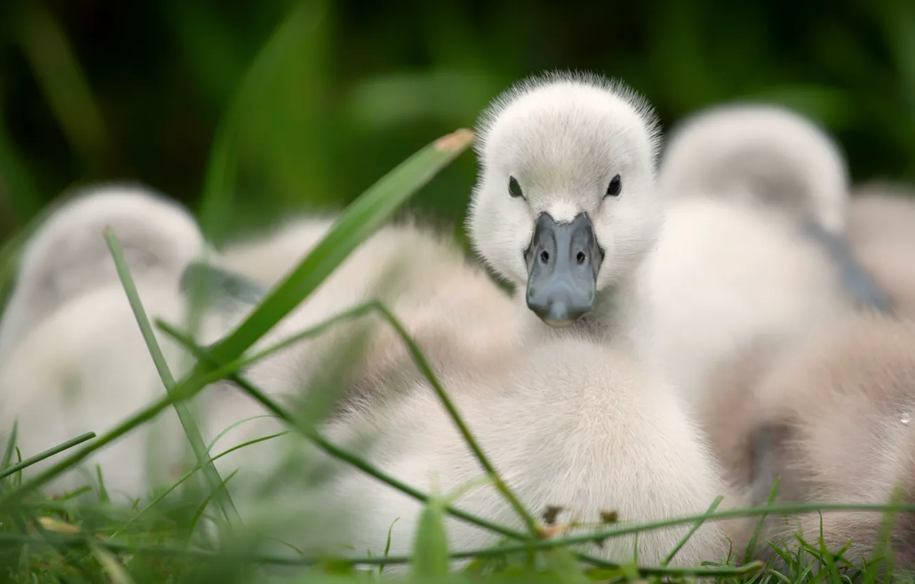 Photo wallpaper grass, look, nature, comfort, stay, bird, glade, baby