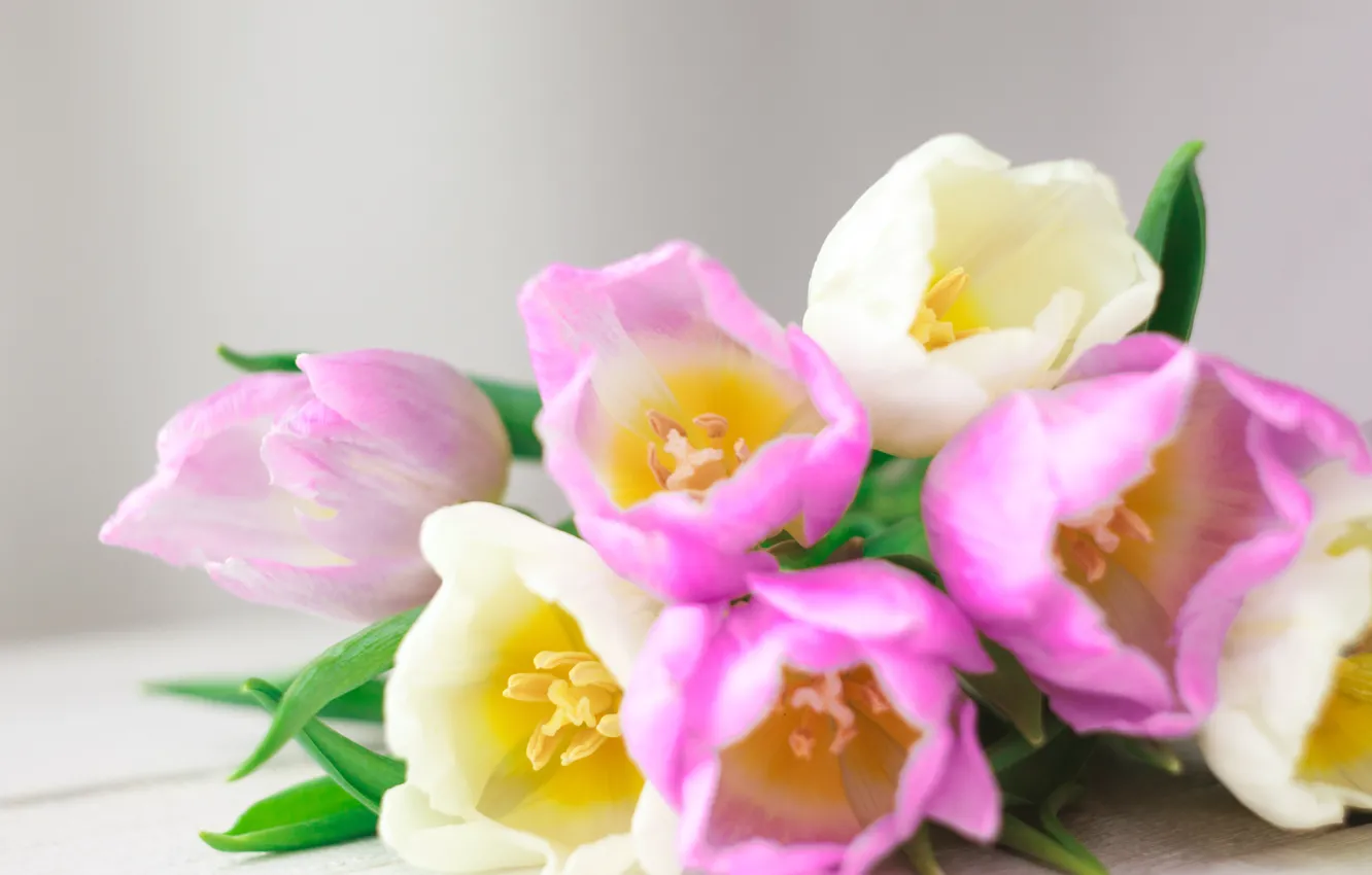 Photo wallpaper flowers, bouquet, tulips, love, pink, white, fresh, pink