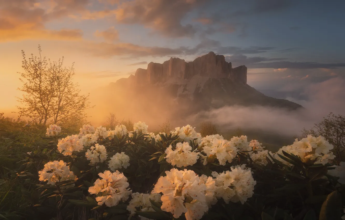 Photo wallpaper flowers, mountains, Azalea, rhododendrons