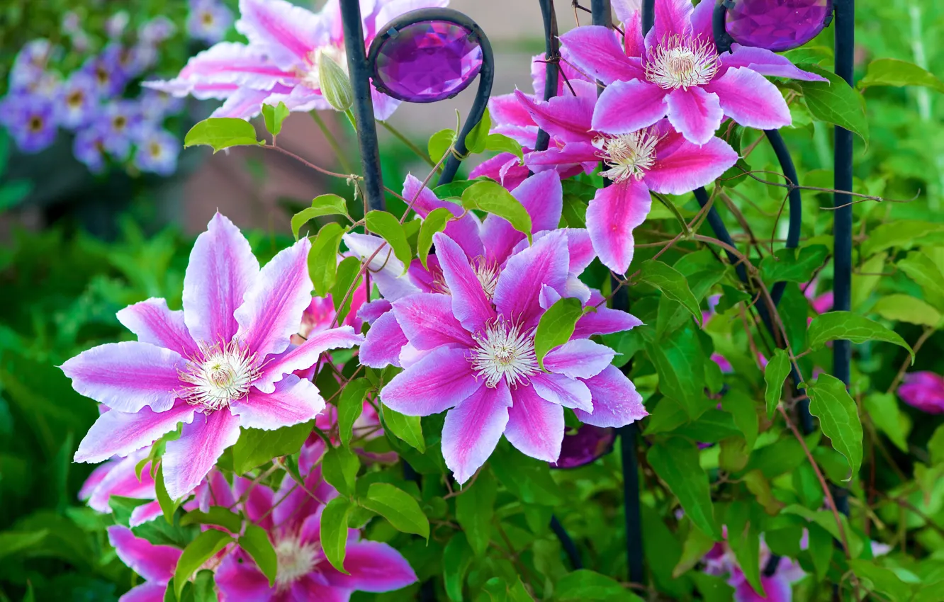 Photo wallpaper flowers, garden, support, pink, vines, clematis