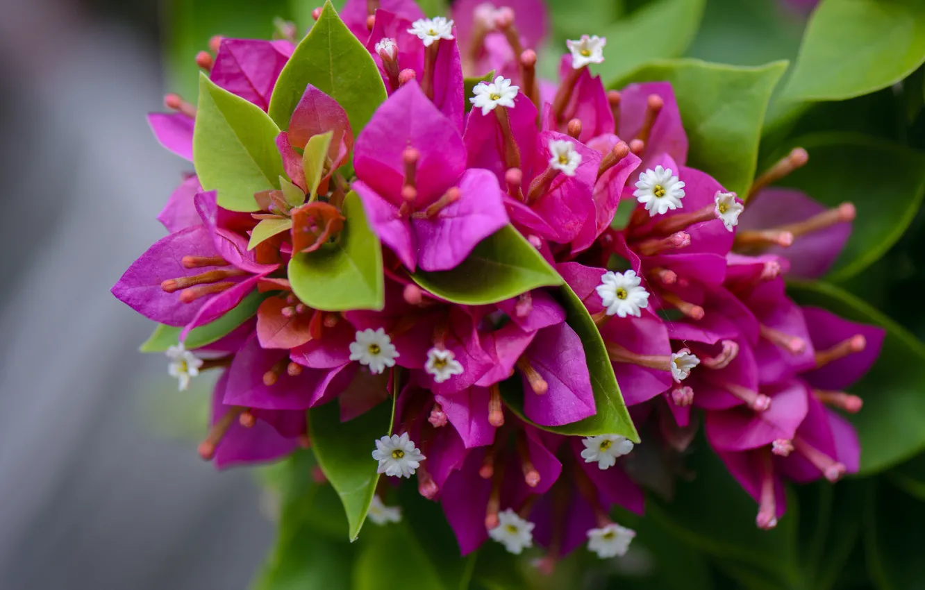 Photo wallpaper leaves, flowers, pink, white, flowering