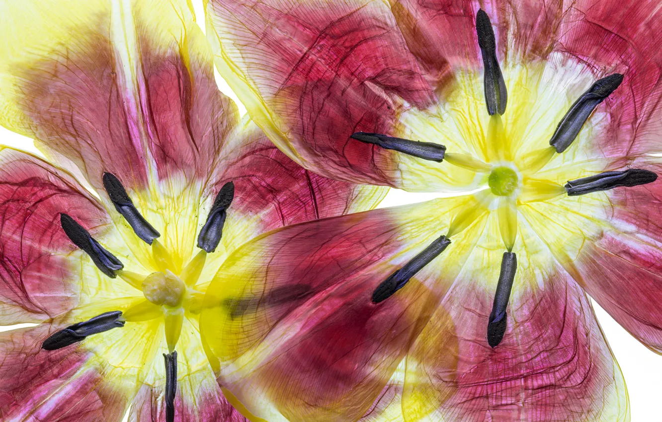 Photo wallpaper flower, nature, paint, Tulip, petals
