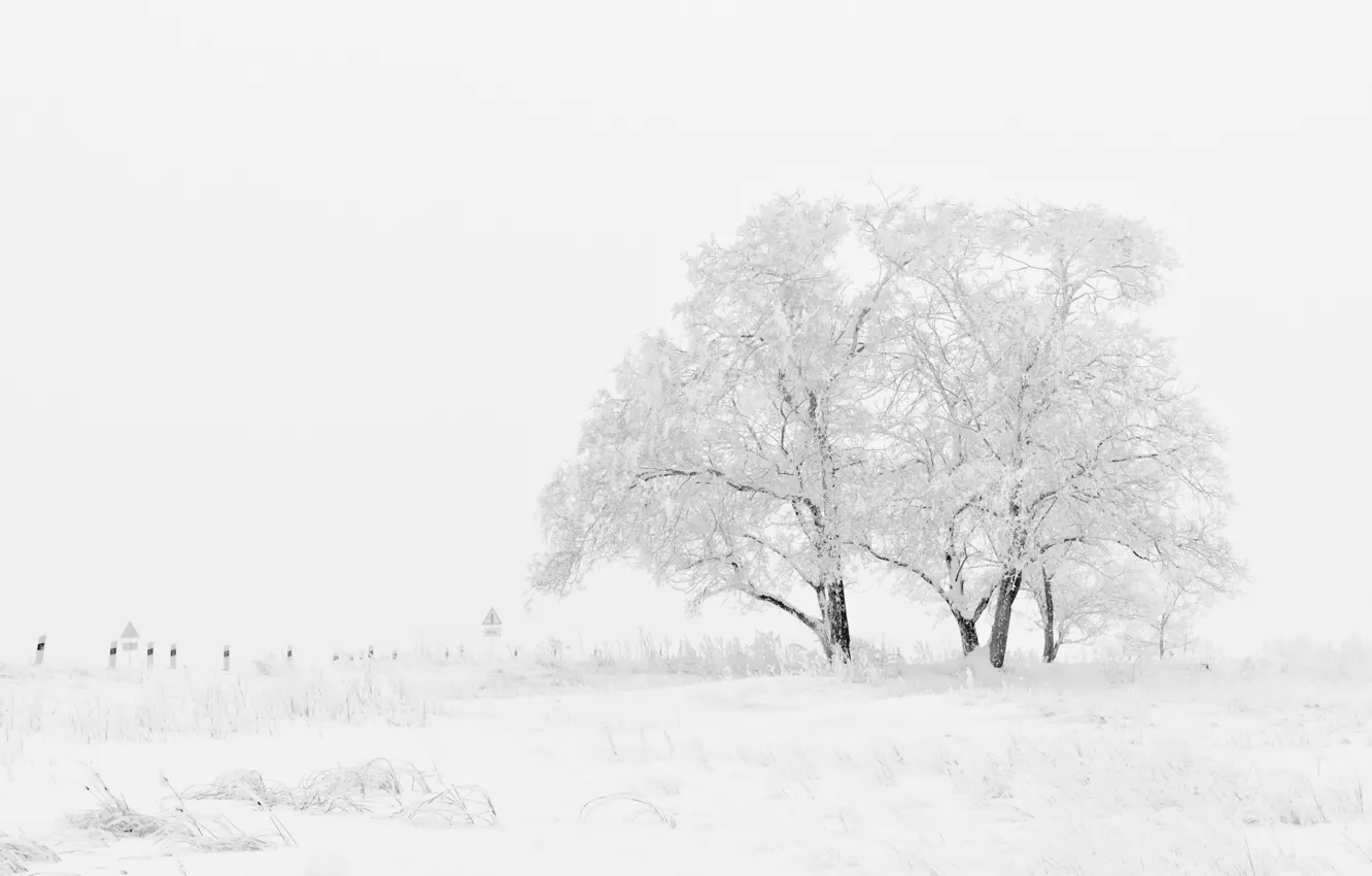Photo wallpaper Winter, Field, Trees, Snow, Frost, Blizzard, Winter, Frost