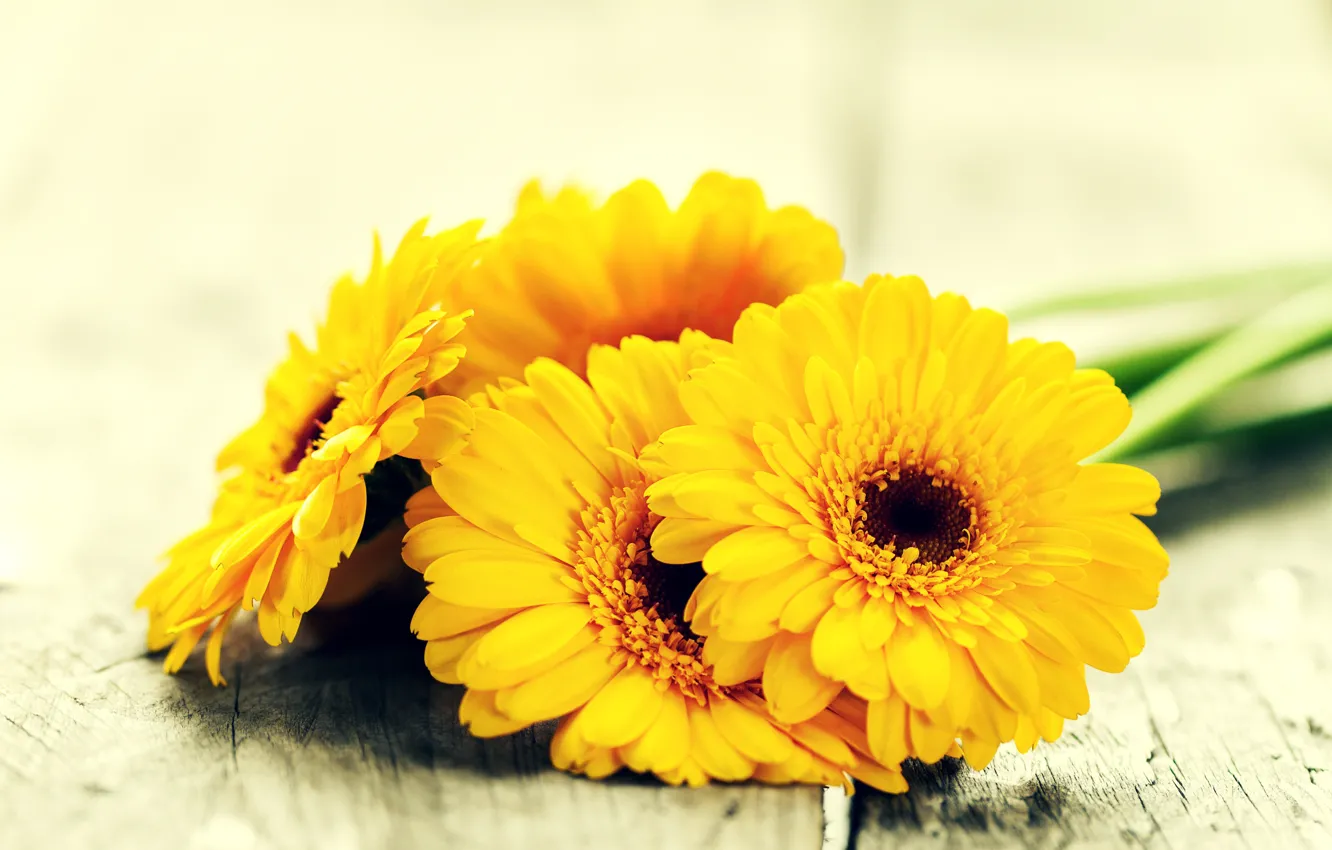 Photo wallpaper flowers, yellow, gerbera, yellow, flowers, gerbera