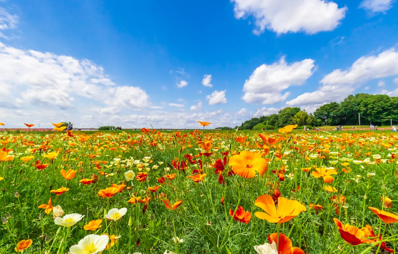 Photo wallpaper field, summer, the sky, clouds, flowers, orange, blue, Asia
