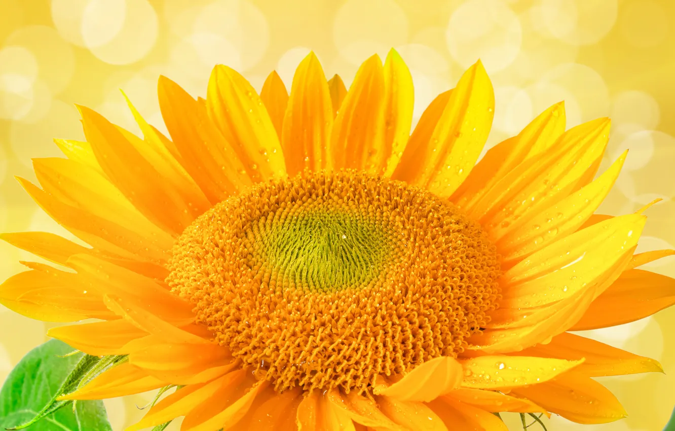 Photo wallpaper flower, sunflower, Sunny colors
