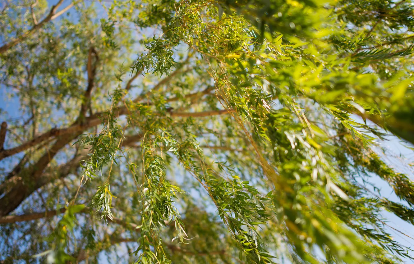 Photo wallpaper greens, branches, nature, tree, foliage, blur, IVA