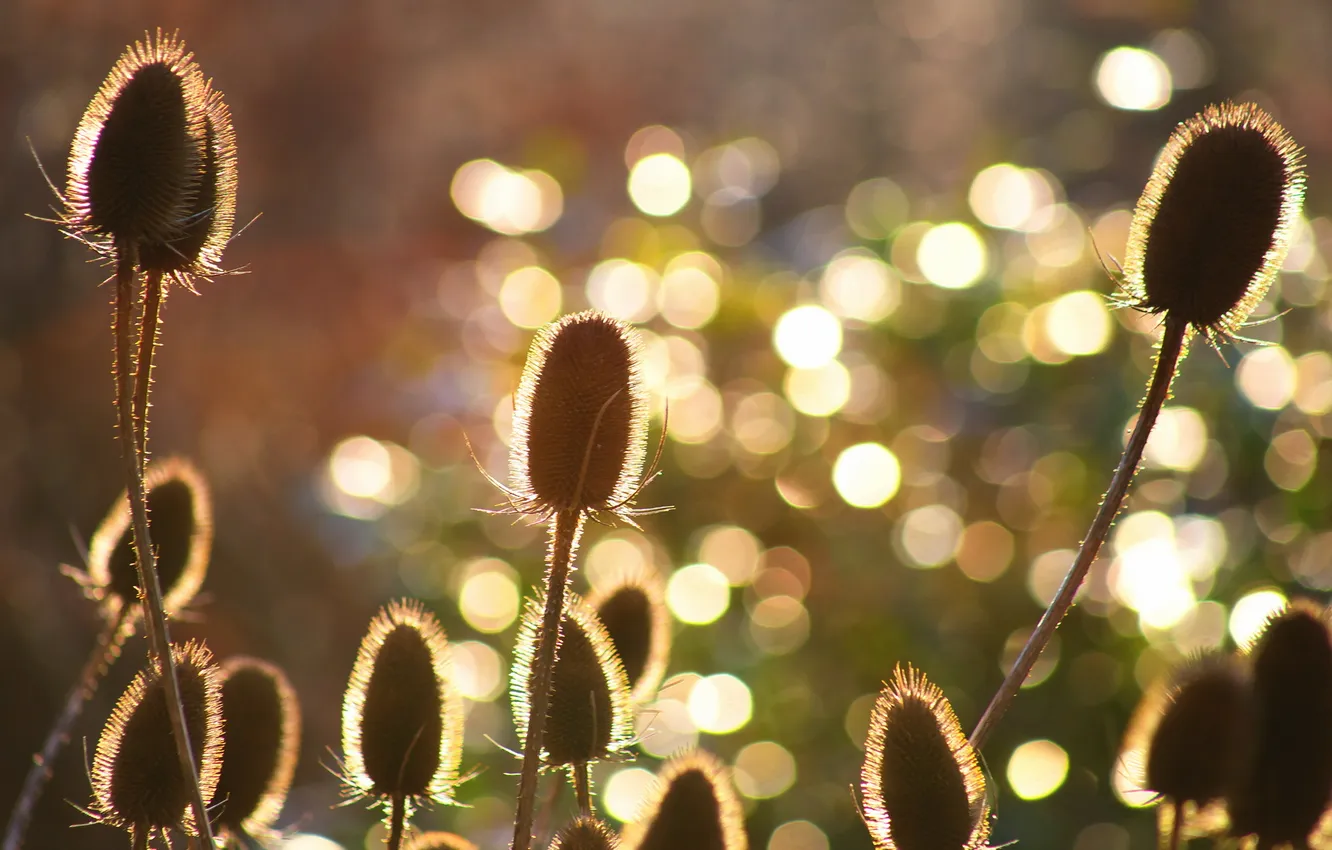 Photo wallpaper sun, contrast, teaselseeds