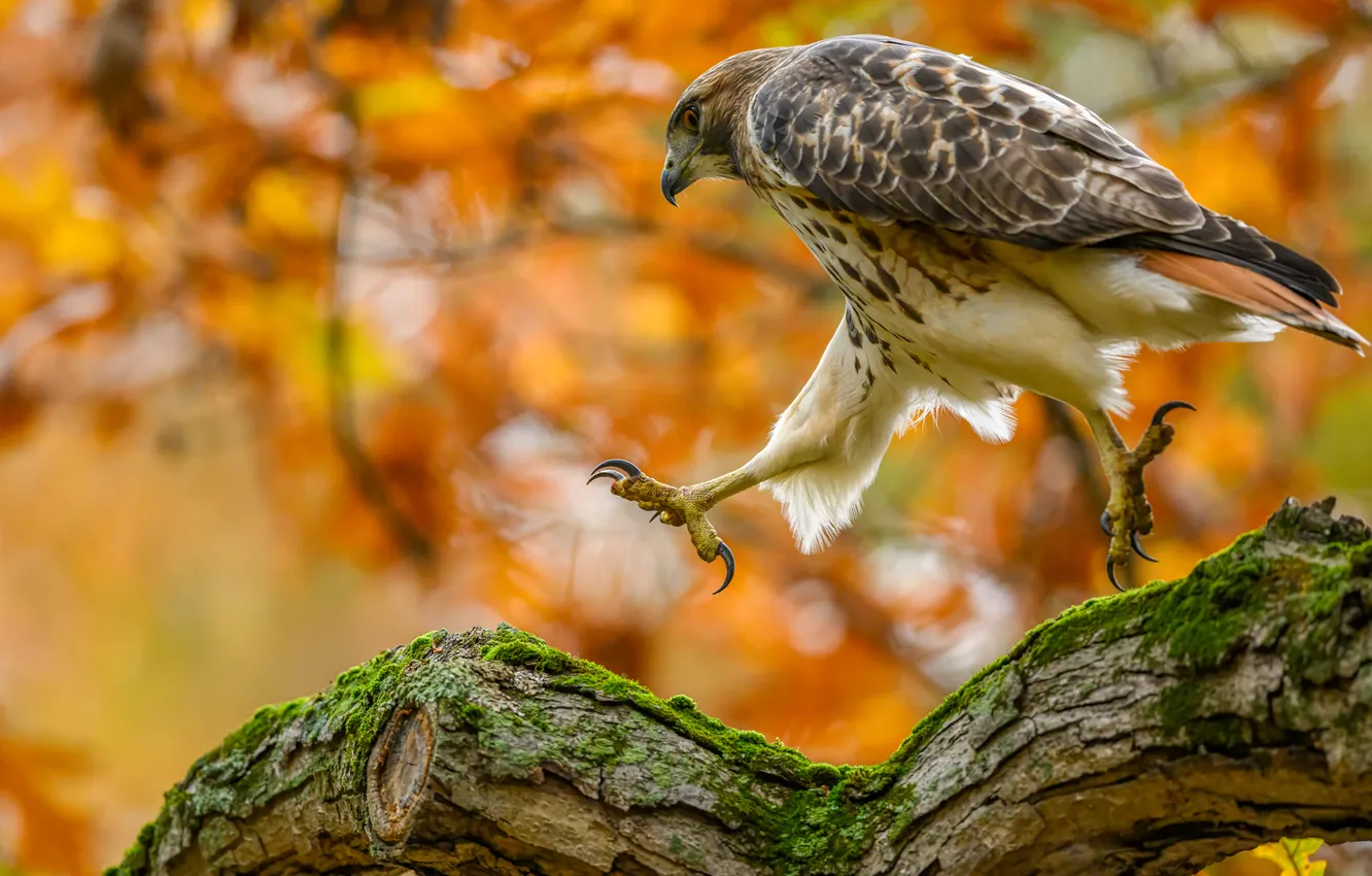 Photo wallpaper autumn, light, branches, pose, tree, foliage, moss, claws