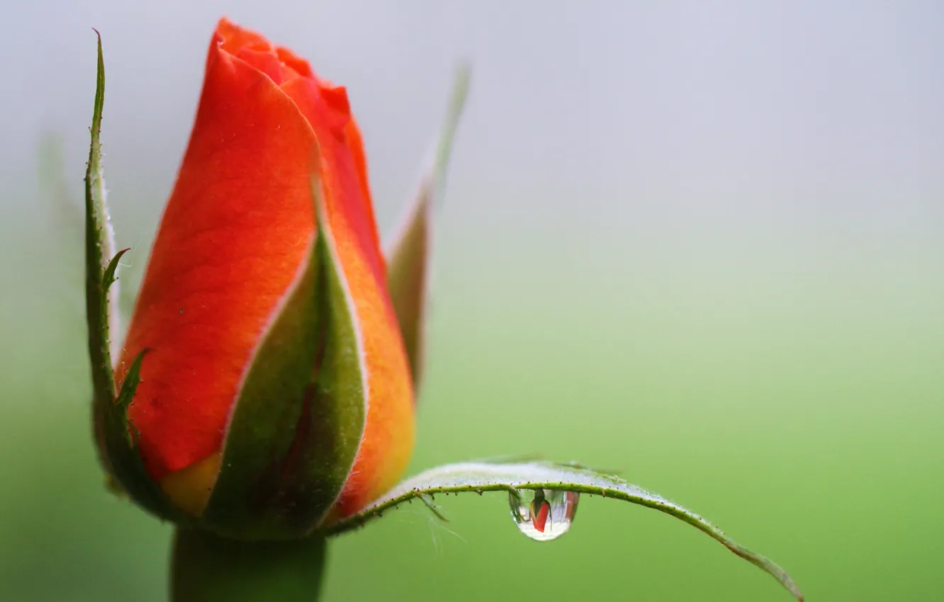 Photo wallpaper flower, reflection, rose, drop, Bud