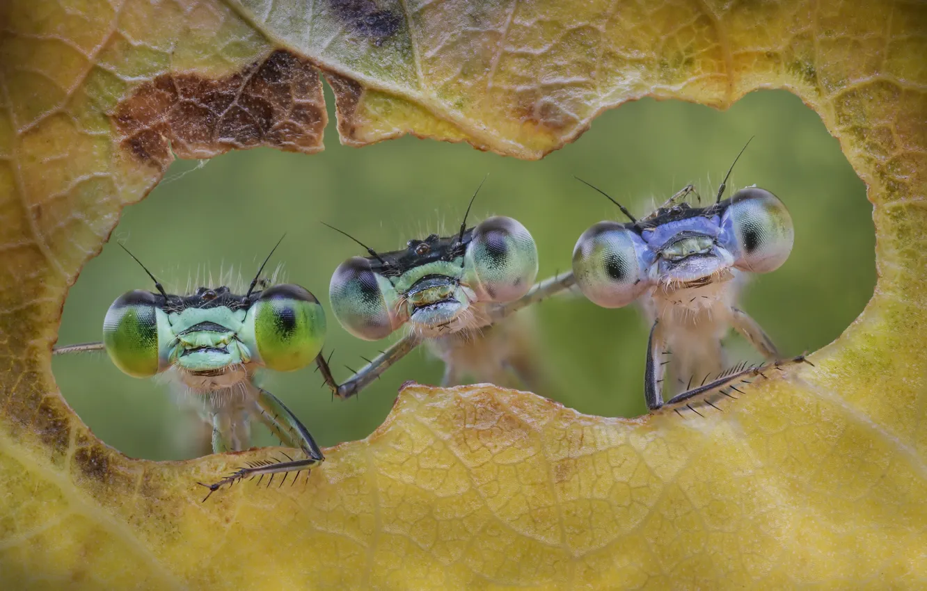 Photo wallpaper leaves, insect, Friends forever