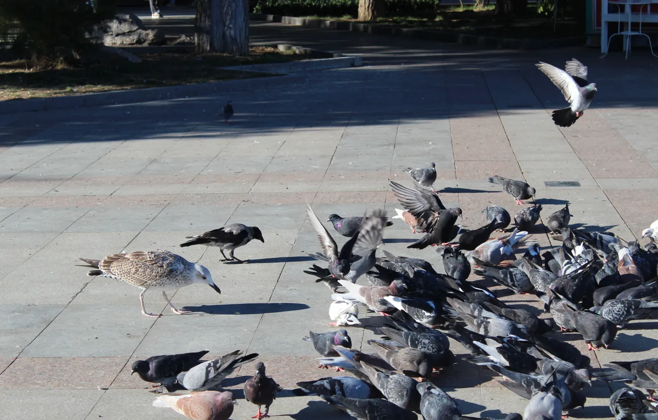 Photo wallpaper street, seagulls, area, pigeons