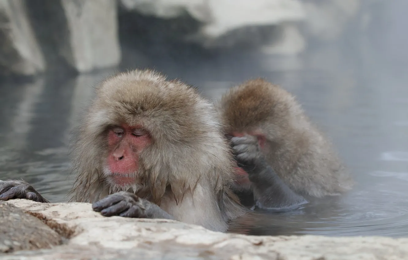 Photo wallpaper face, wool, pond, Japanese macaques