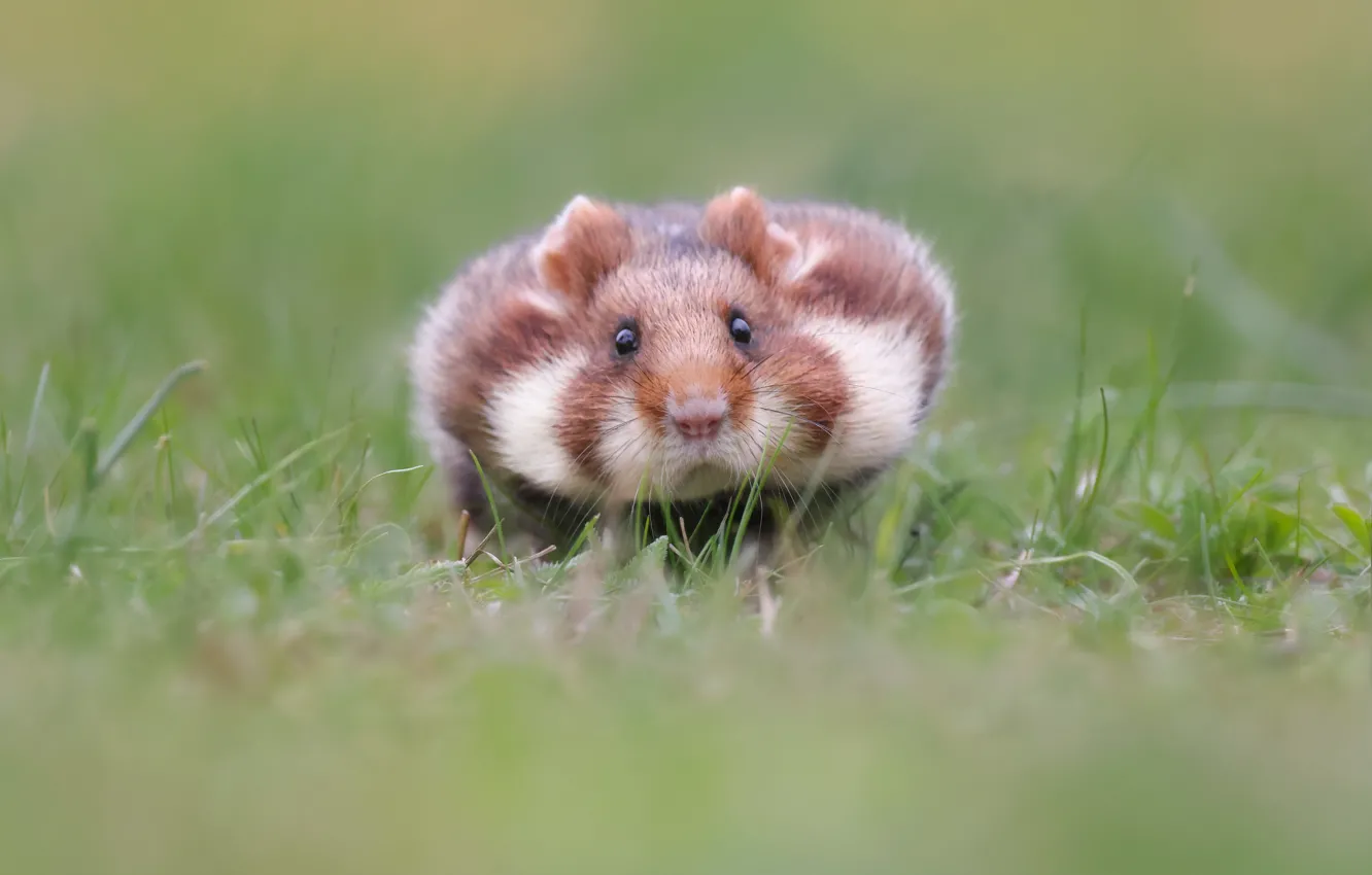 Photo wallpaper grass, hamster, blur, face, rodent, cheeks